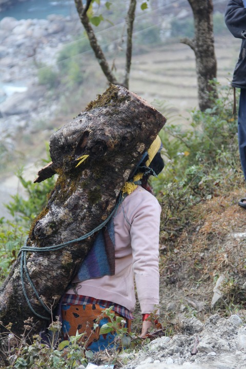 Climbing up the hill with part of a log