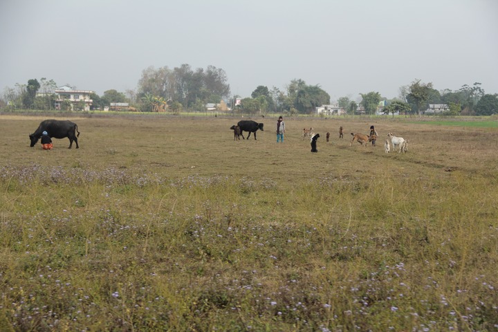 Working in the fields