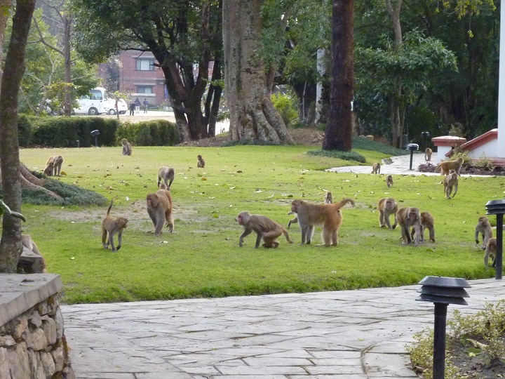 It seemed like hundreds suddenly starting running across the hotel grounds