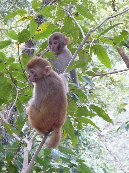 They scampered up and down the trees