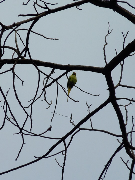Singing parakeet outside my room